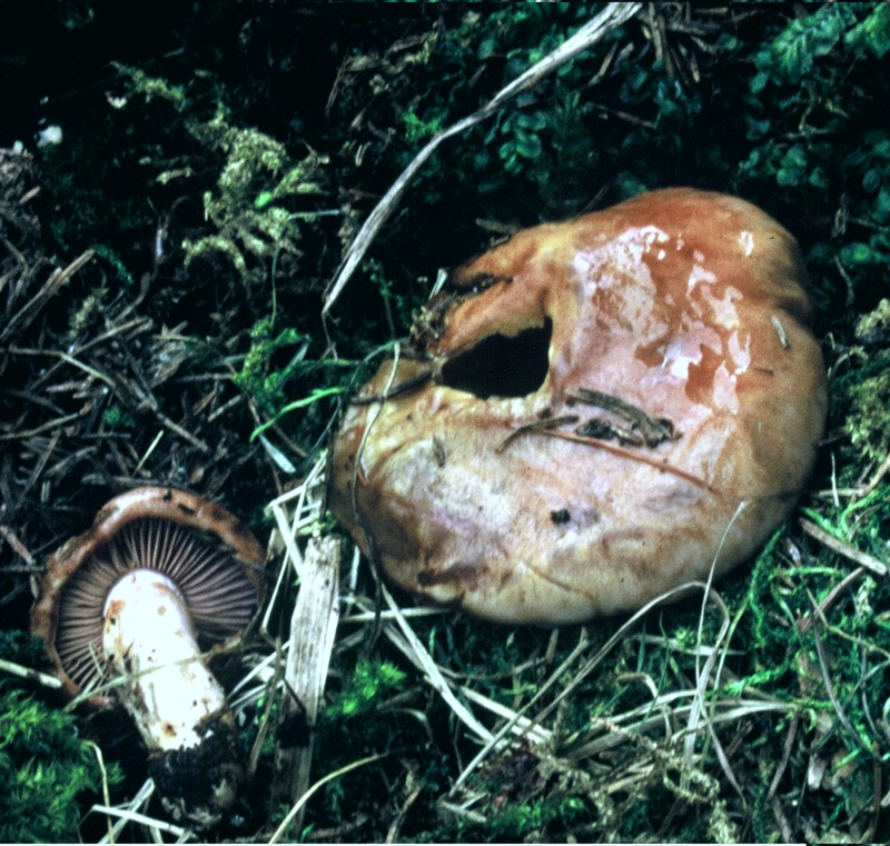 Cortinarius epipoleus